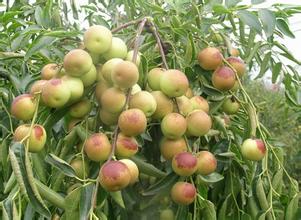 大棗、冬棗保鮮冷庫建造冷庫設(shè)計(jì)貯藏方法